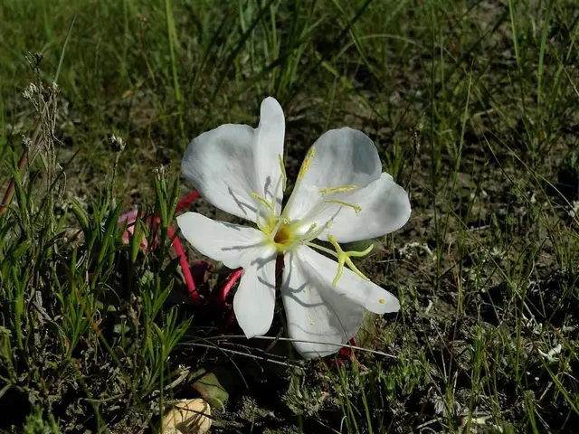White tufted evening primrose flower